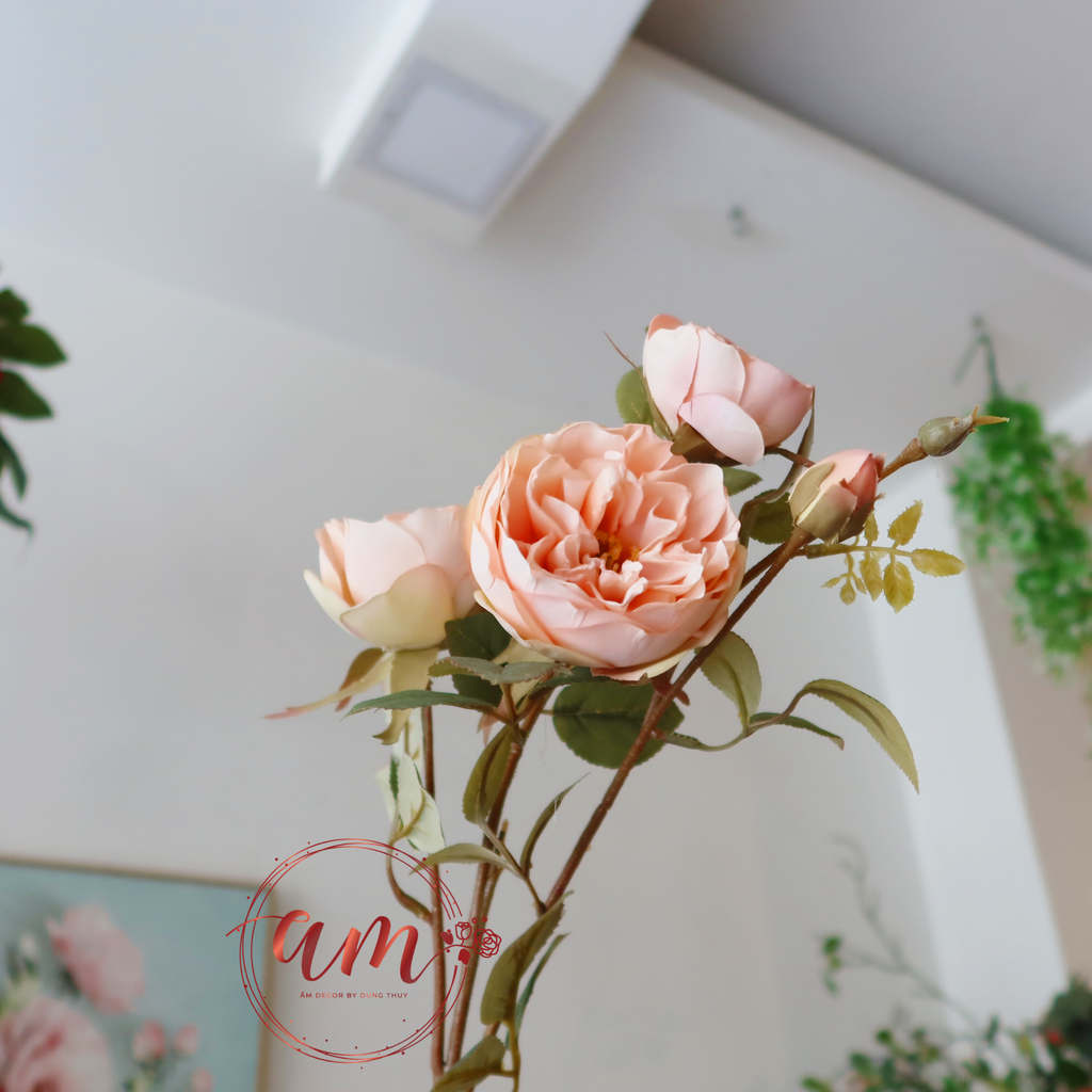 ZHOA HỒNG MÙA THU CHÂU ÂU (Kem)