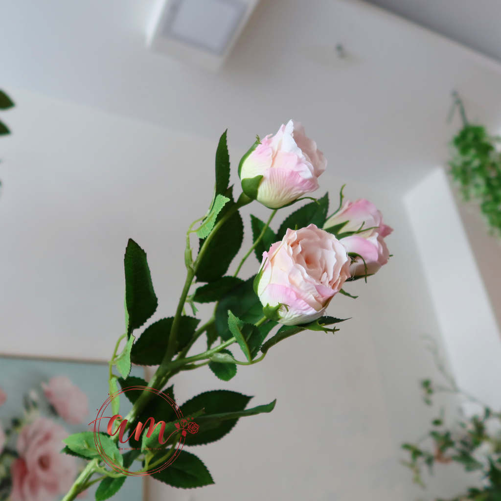 NỤ HOA HỒNG ELENA