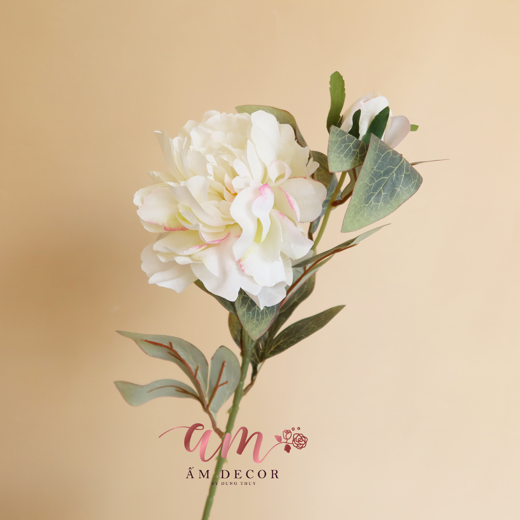 PEONY (Trắng)