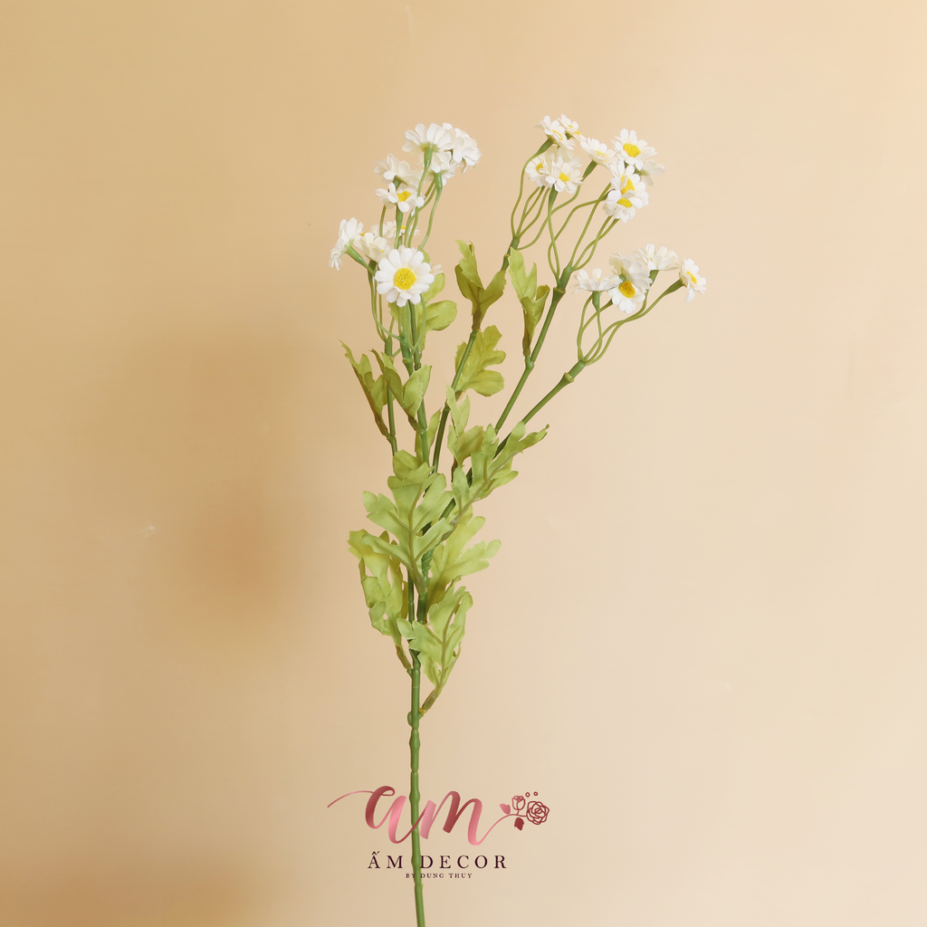 CÚC TANNA LỤA (Trắng)