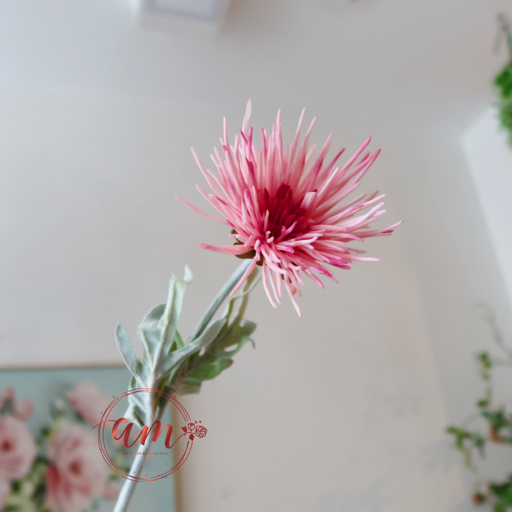 CÚC CÀNG CUA (Hồng)