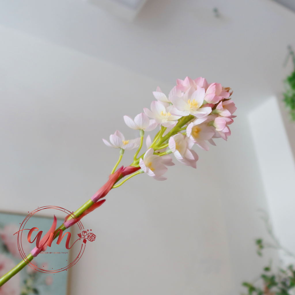 ZHOA HUỆ TRÁI TIM