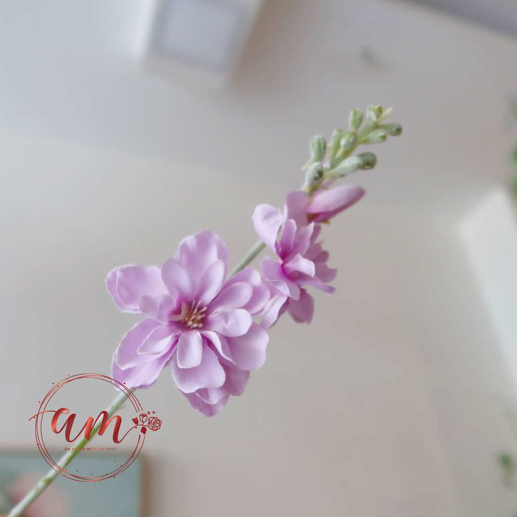 NỤ PHI YẾN (Tím)