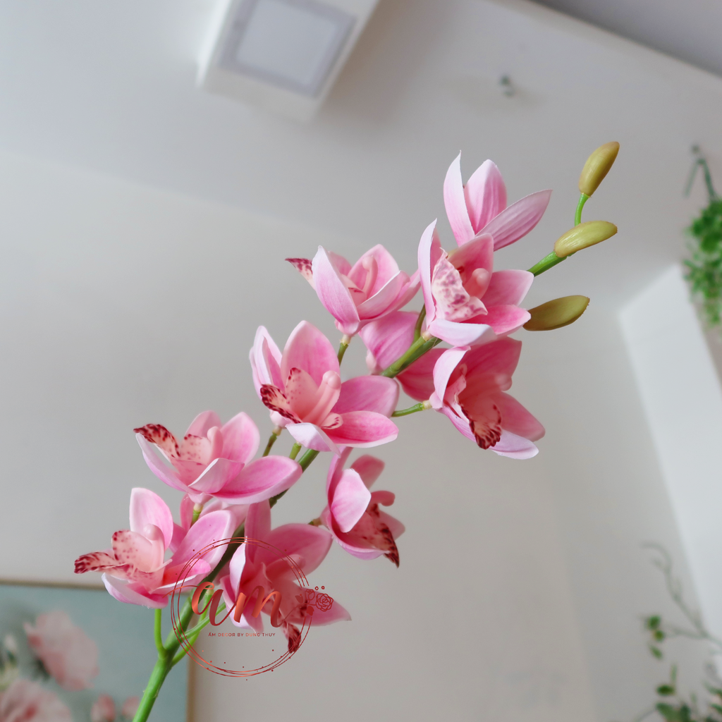 ZĐỊA LAN (Hồng Đậm)