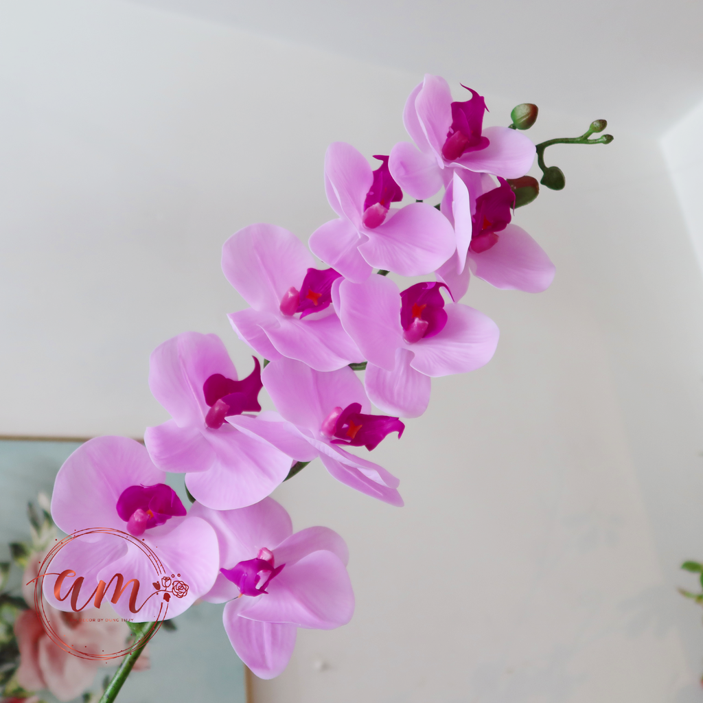 LAN HỒ ĐIỆP (Tía)