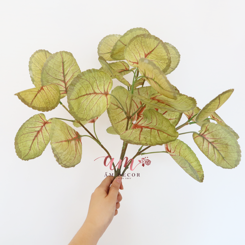  CÂY PHONG LỮ NHỎ 