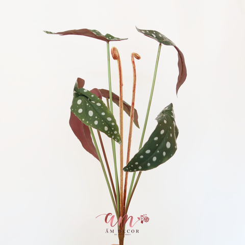  CÂY POLKA DOT BEGONIA 