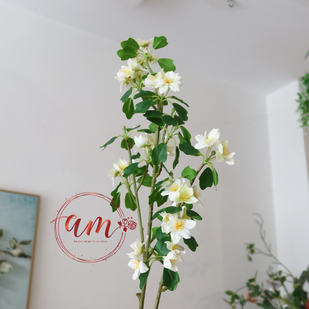 HOA NHÀI THỦY TIÊN