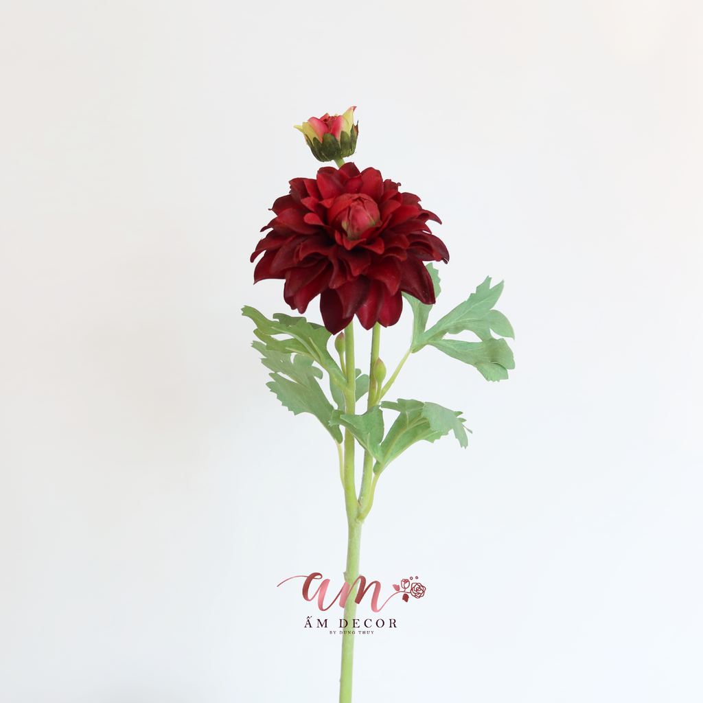 THƯỢC DƯỢC MÙA XUÂN (Đỏ)