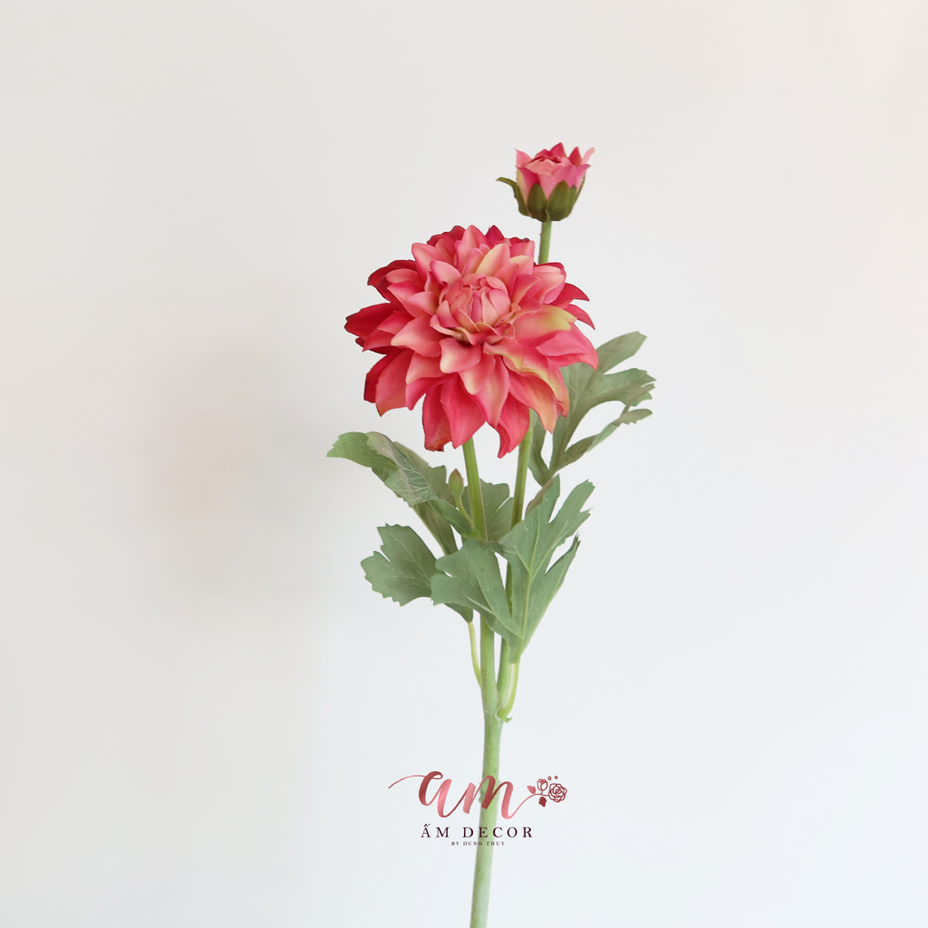 THƯỢC DƯỢC MÙA XUÂN (Hồng)