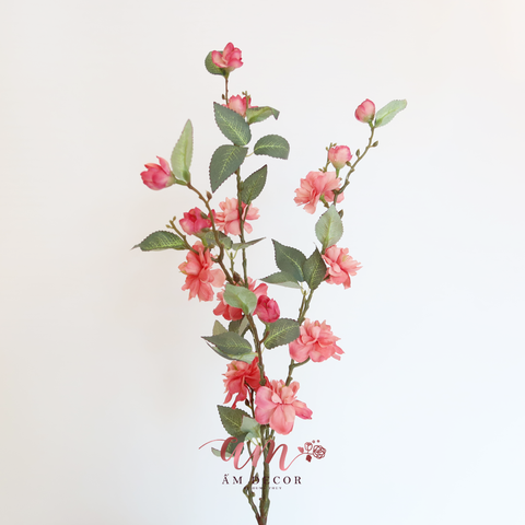  HOA TRÀ ITALIO (HỒNG ĐẬM) 