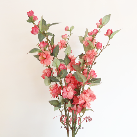  HOA TRÀ ITALIO (HỒNG ĐẬM) 