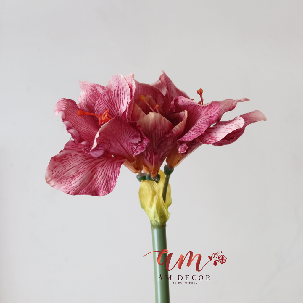 ZHUỆ TÂY HỒNG TÍM