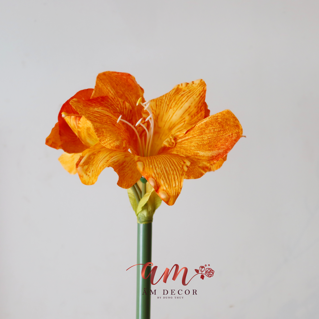 ZHUỆ TÂY VÀNG CAM