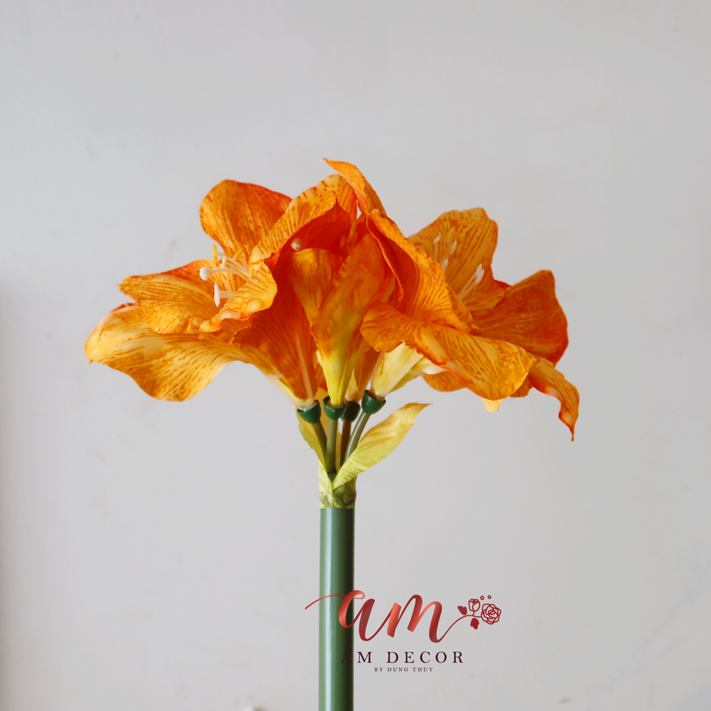 ZHUỆ TÂY VÀNG CAM