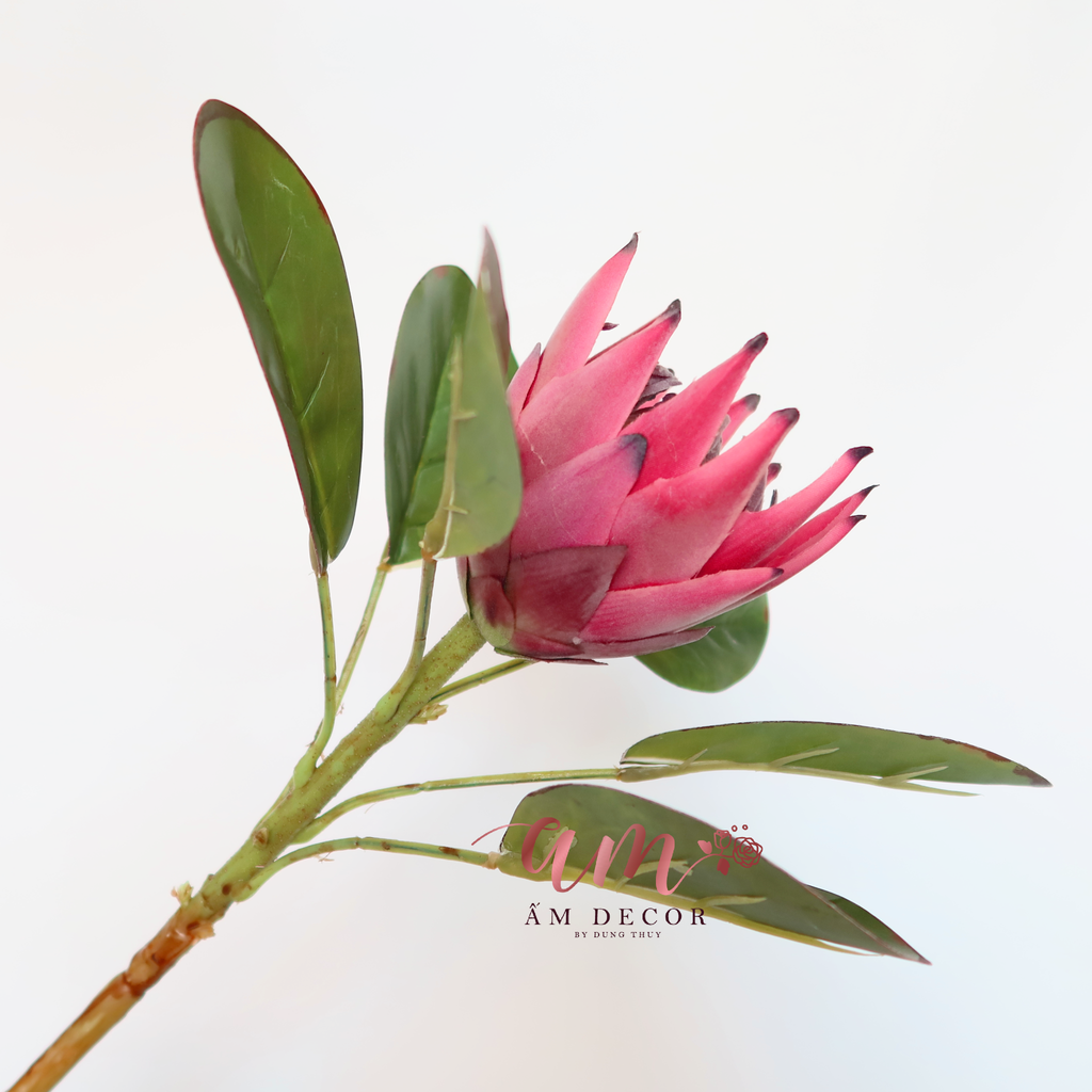 ZTHẢO ĐƯỜNG HOÀNG ĐẾ