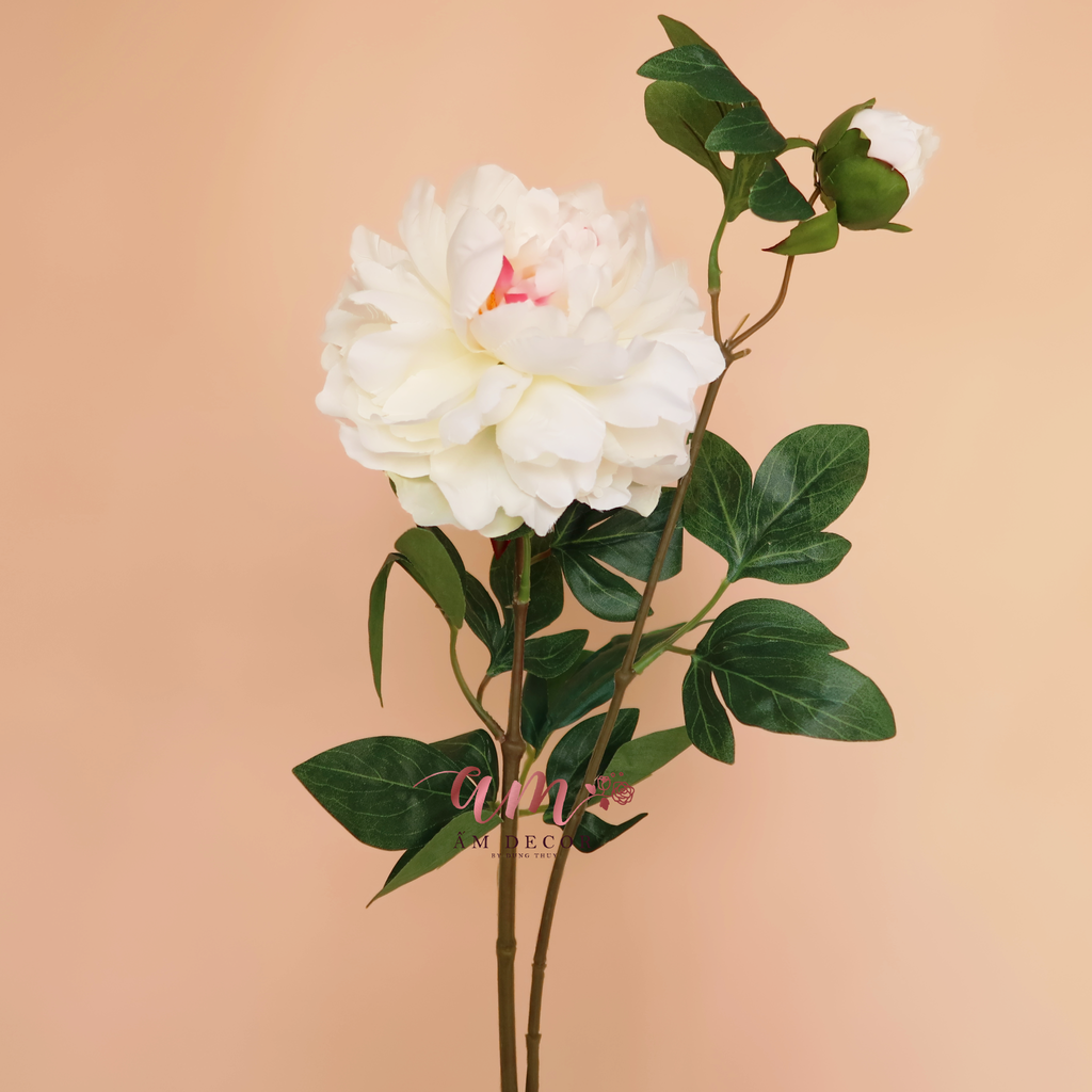 ZMẪU ĐƠN TRẮNG NHỤY HỒNG