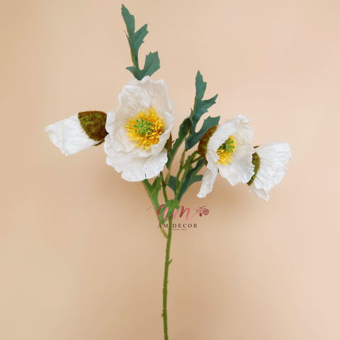  ANH TÚC RETRO TRẮNG 