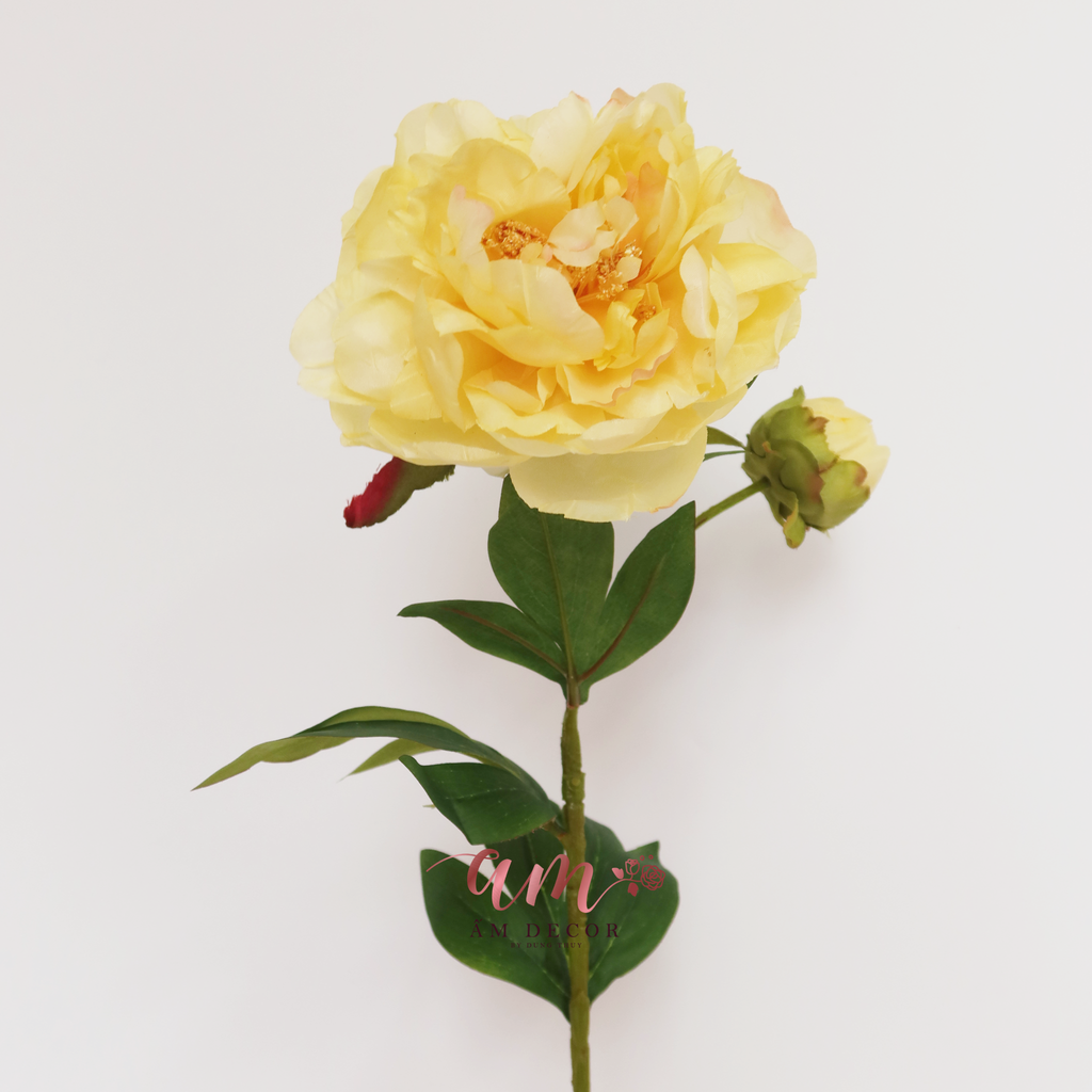 ZMẪU ĐƠN NỞ (Vàng)