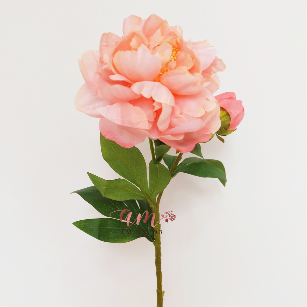 MẪU ĐƠN NỞ (Cam Đào)