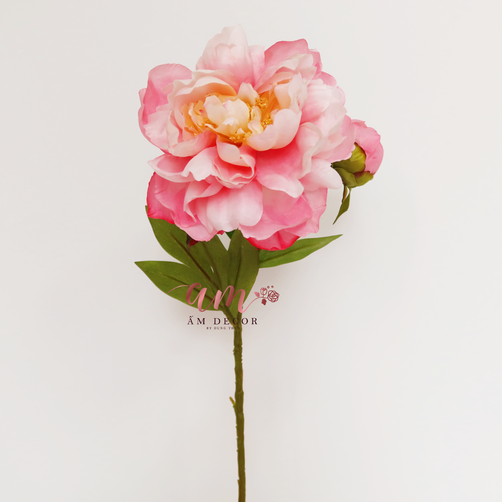 MẪU ĐƠN NỞ (Hồng)