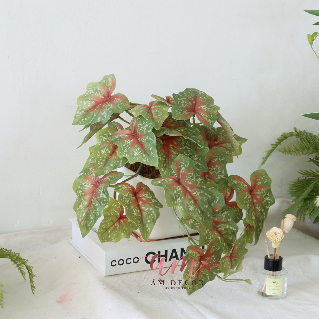 Ấm Plant House - LÁ KHOAI NƯỚC RŨ