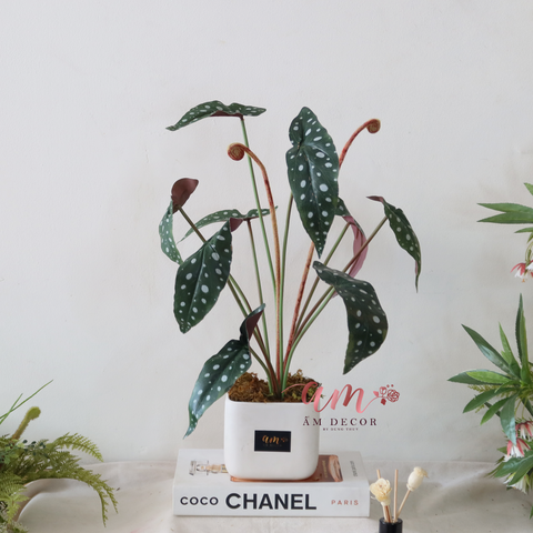  Ấm Plant House - POLKA DOT BEGONIA 