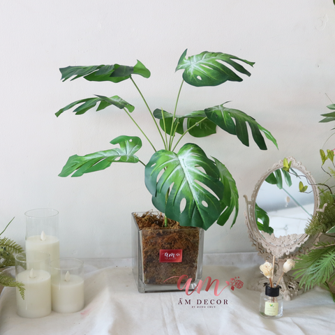  Ấm Plant House - TRẦU BÀ NAM PHI 1 