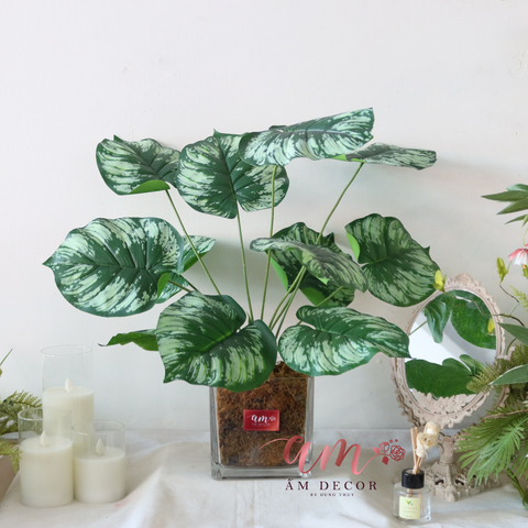  Ấm Plant House - TRẦU BÀ NAM PHI 2 