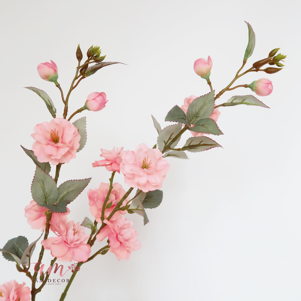 ZHOA TRÀ ITALIO (Hồng Nhạt)