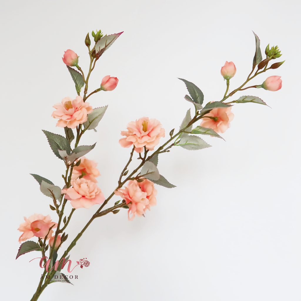 ZHOA TRÀ ITALIO (Cam Nhạt)