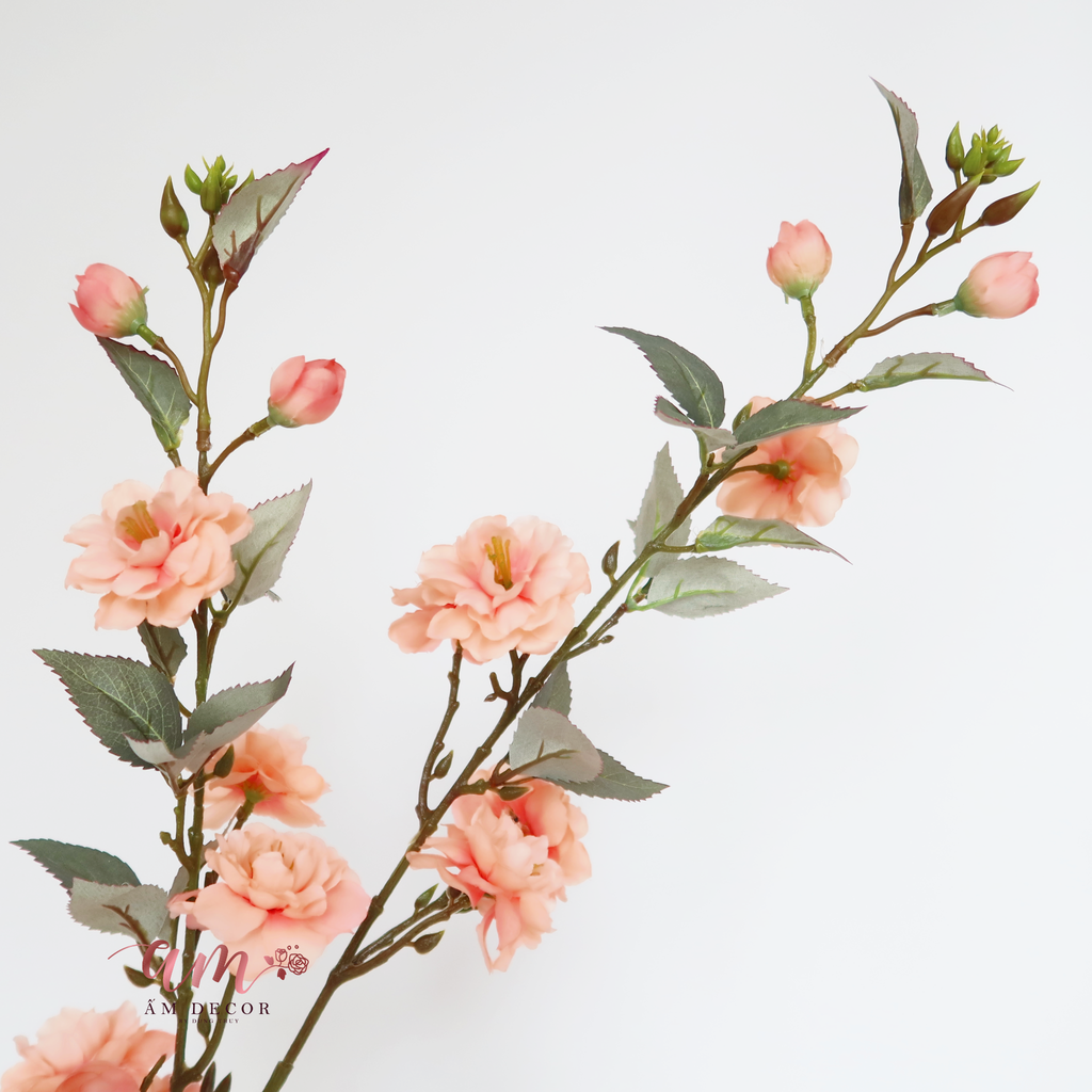 ZHOA TRÀ ITALIO (Cam Nhạt)