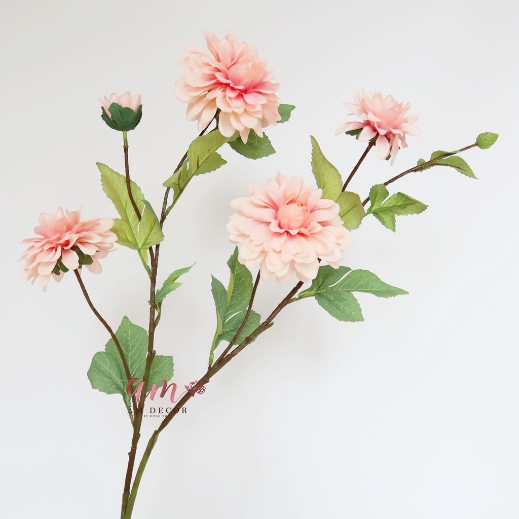 ZHOA THƯỢC DƯỢC