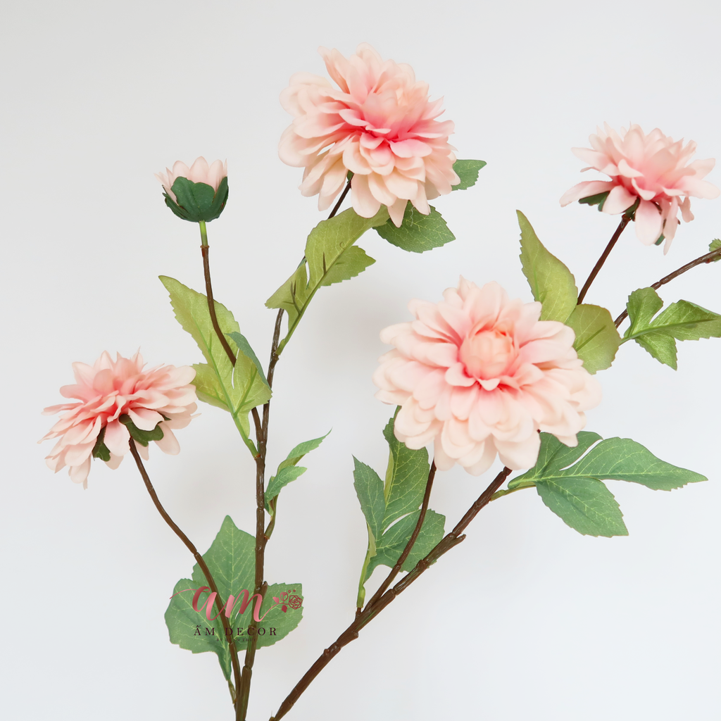 ZHOA THƯỢC DƯỢC