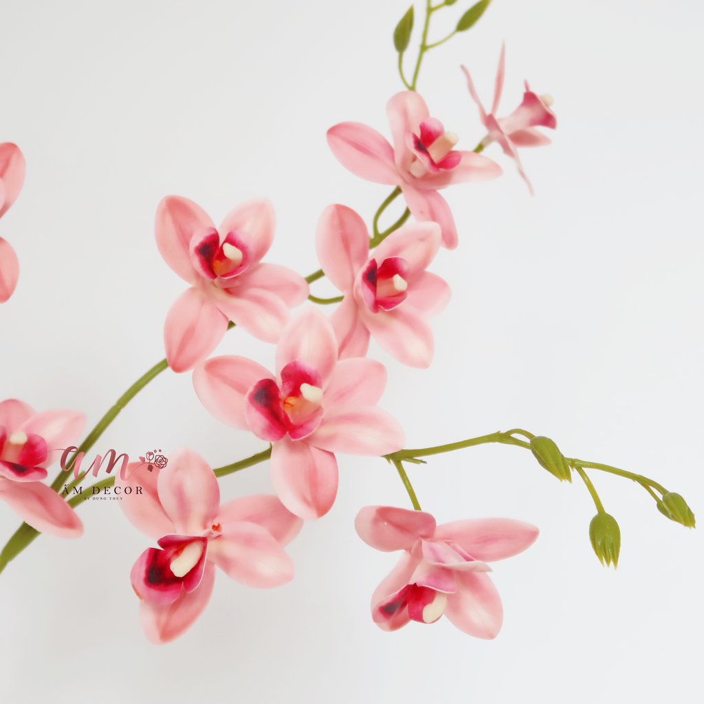CÀNH PHONG LAN HỒNG