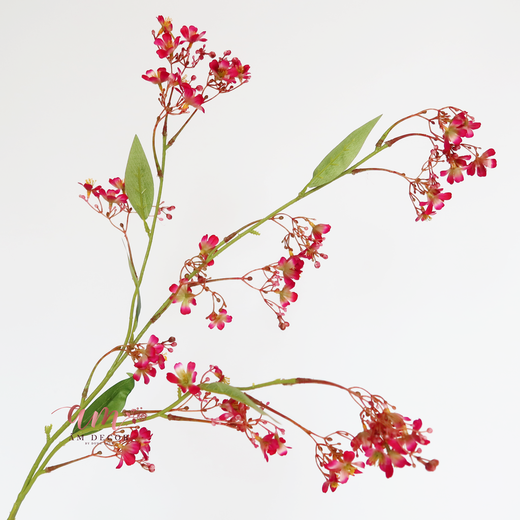 ZHOA THANH LIỄU HỒNG