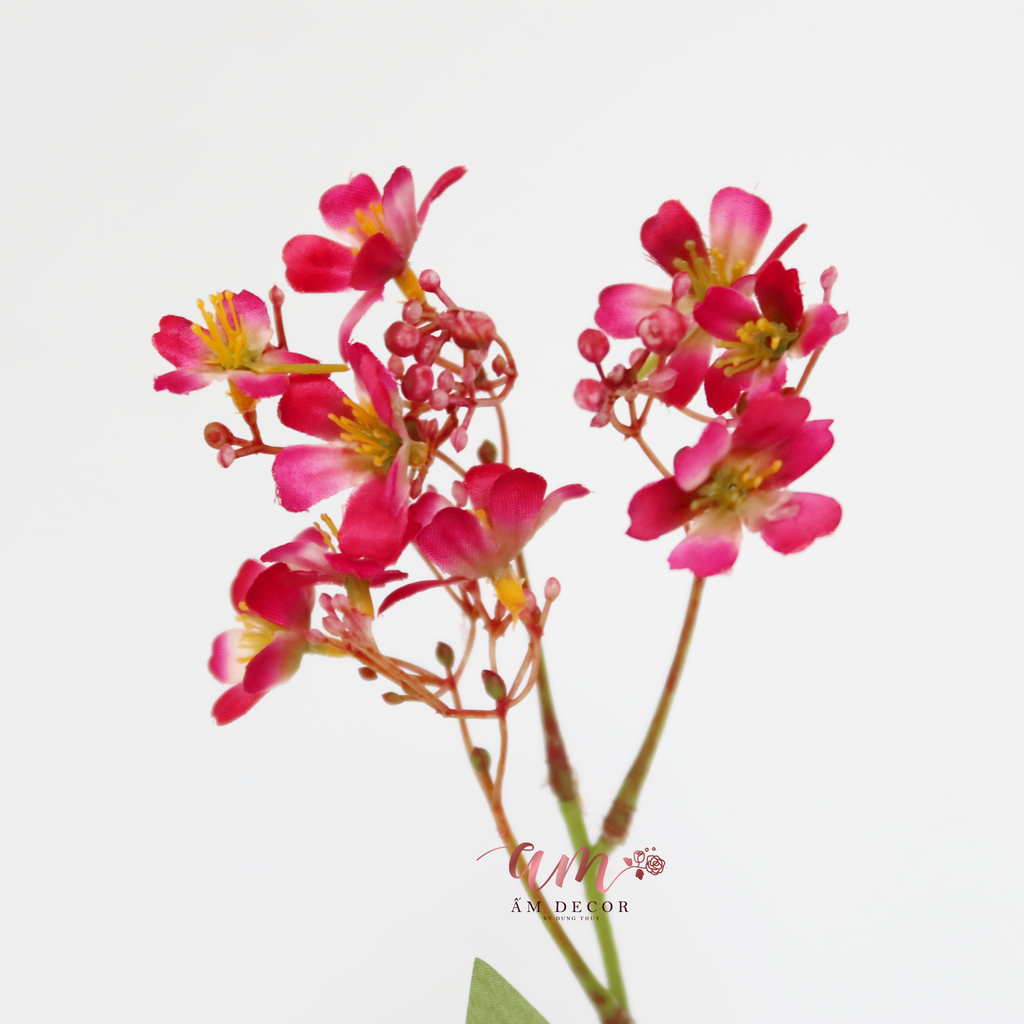 ZHOA THANH LIỄU HỒNG