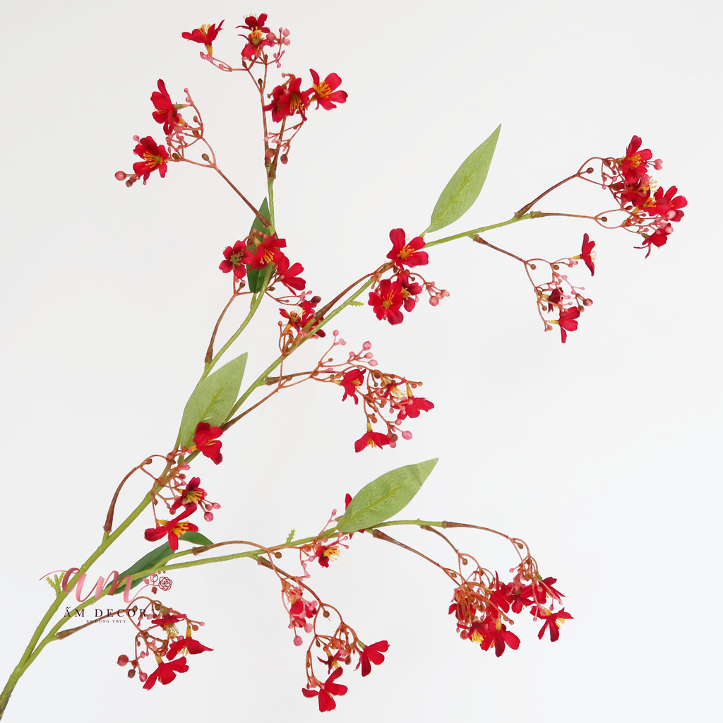 ZHOA THANH LIỄU ĐỎ