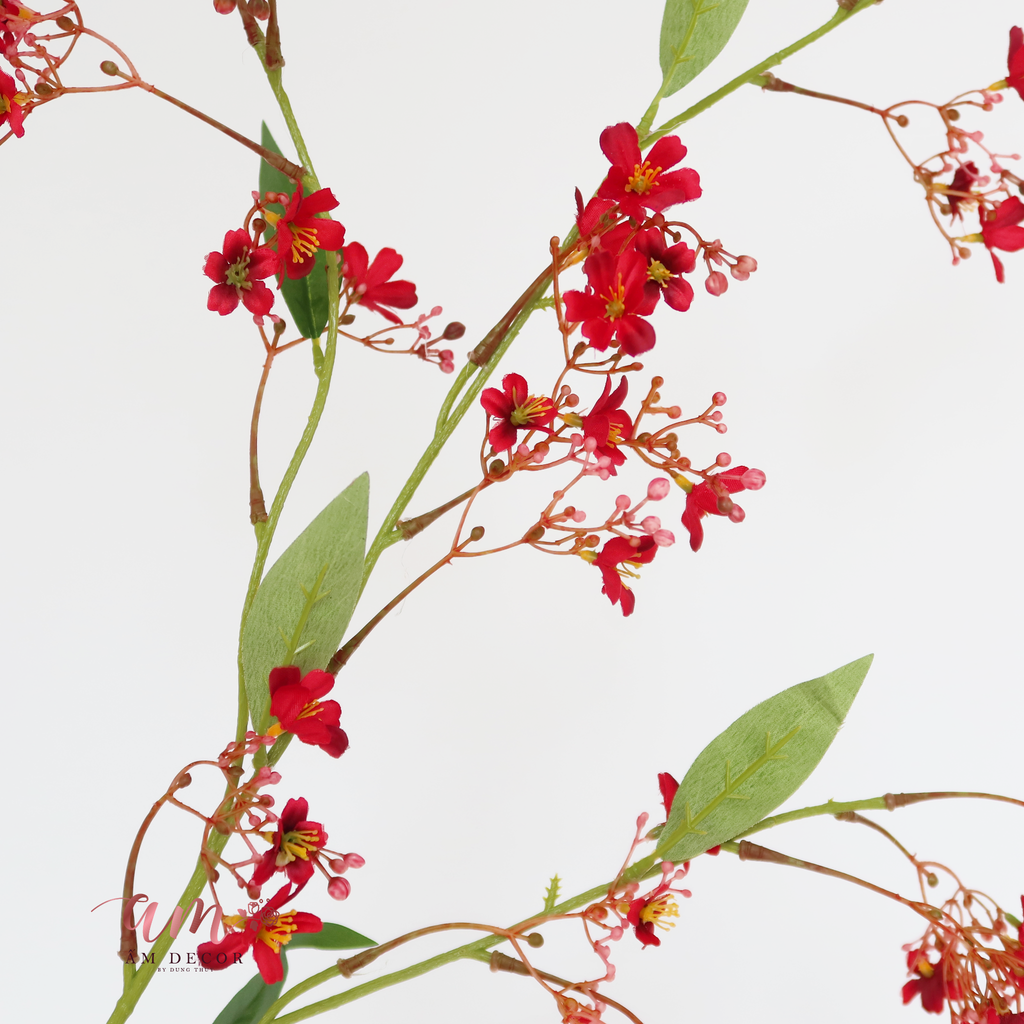 ZHOA THANH LIỄU ĐỎ