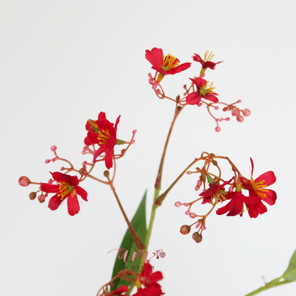 ZHOA THANH LIỄU ĐỎ