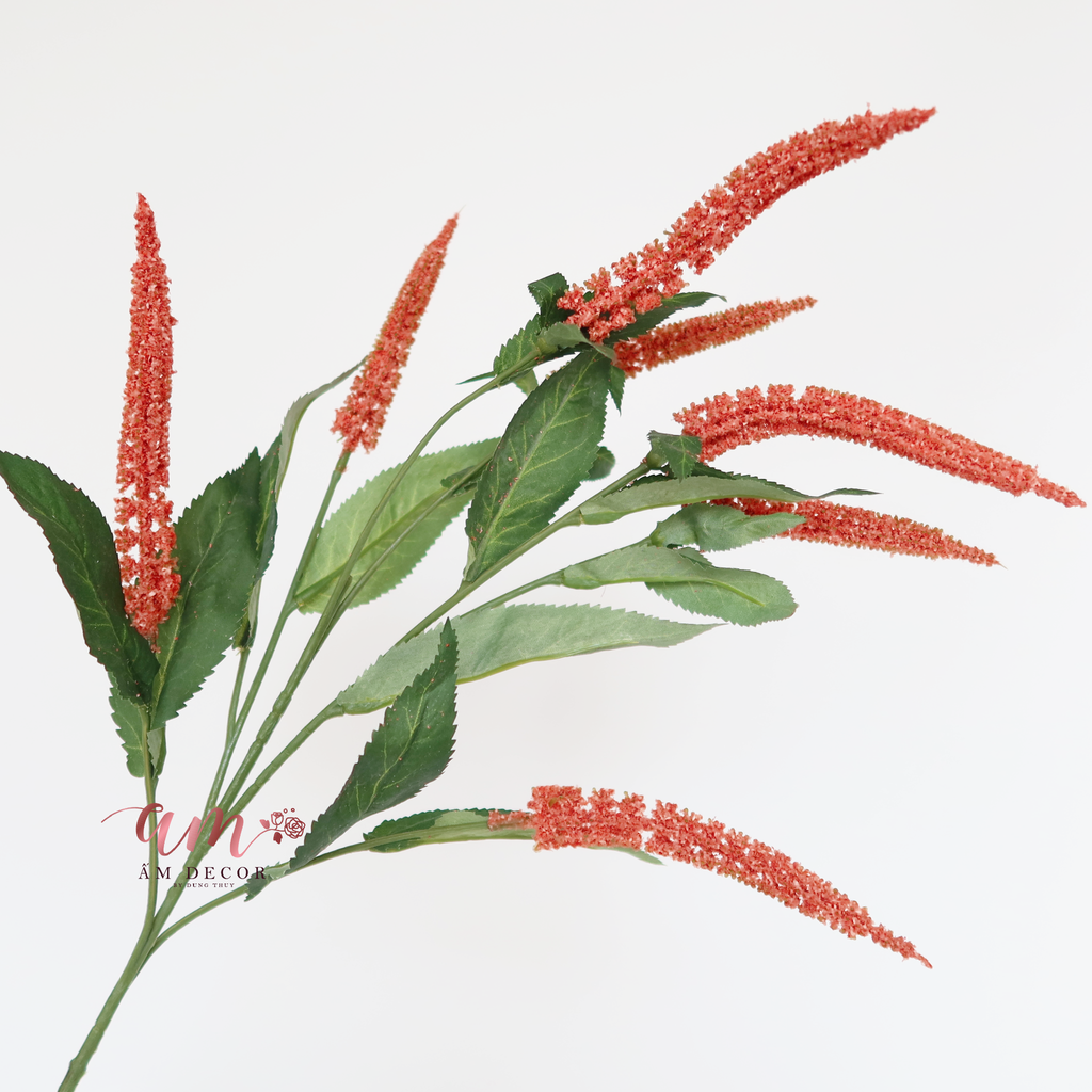 CÀNH OẢI HƯƠNG (Cam San Hô)