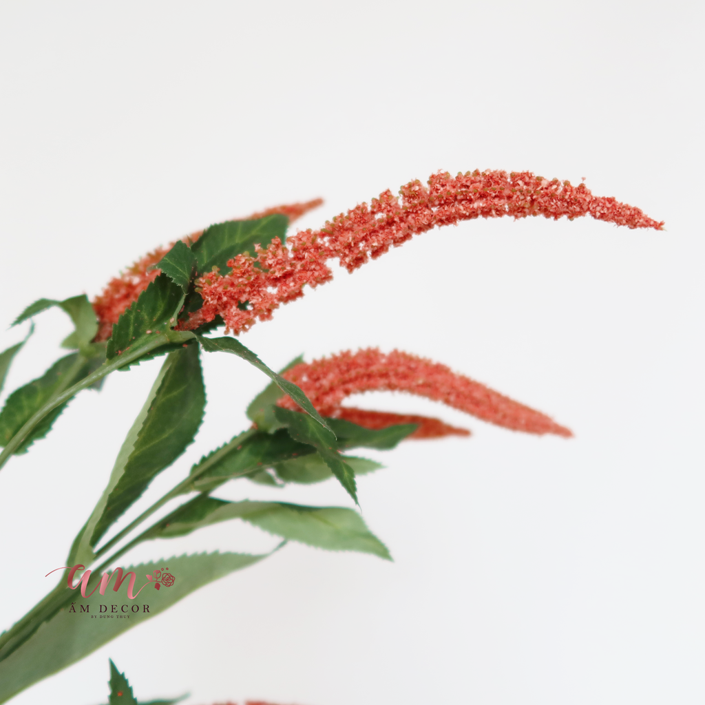 CÀNH OẢI HƯƠNG (Cam San Hô)