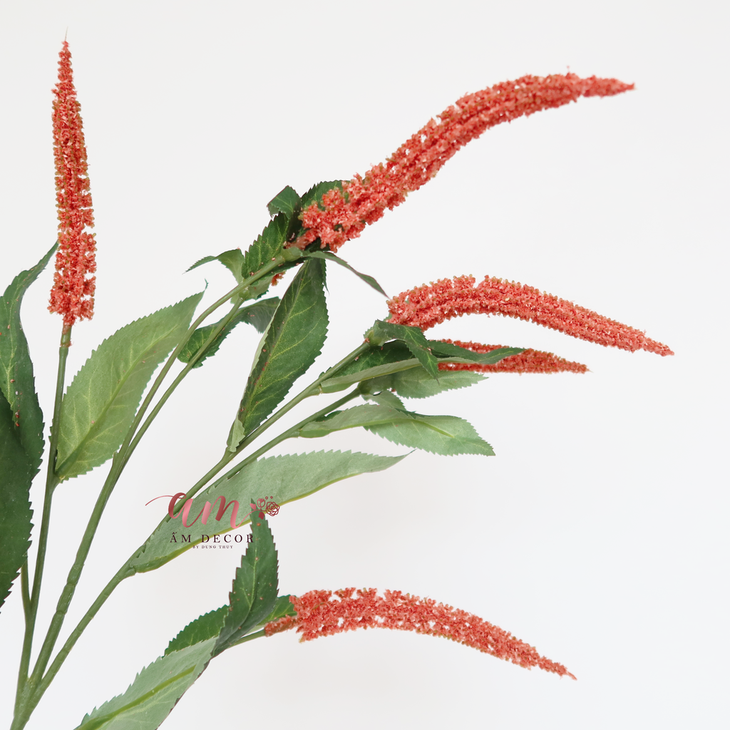 CÀNH OẢI HƯƠNG (Cam San Hô)