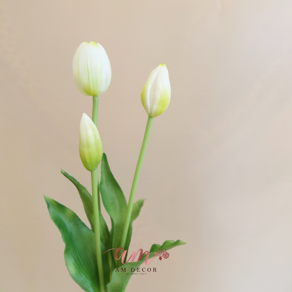 CHÙM HOA TULIP (Trắng)
