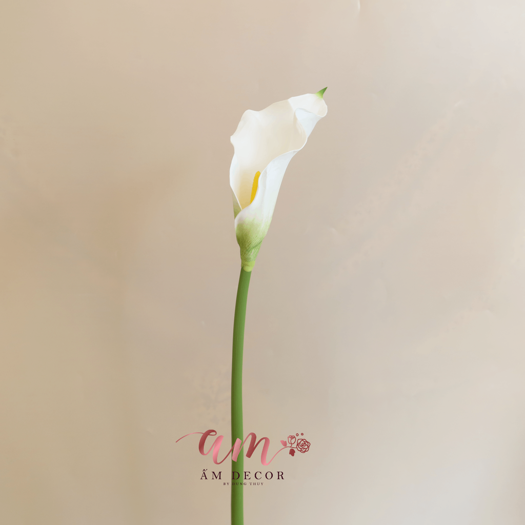 HOA RUM TRẮNG 62cm