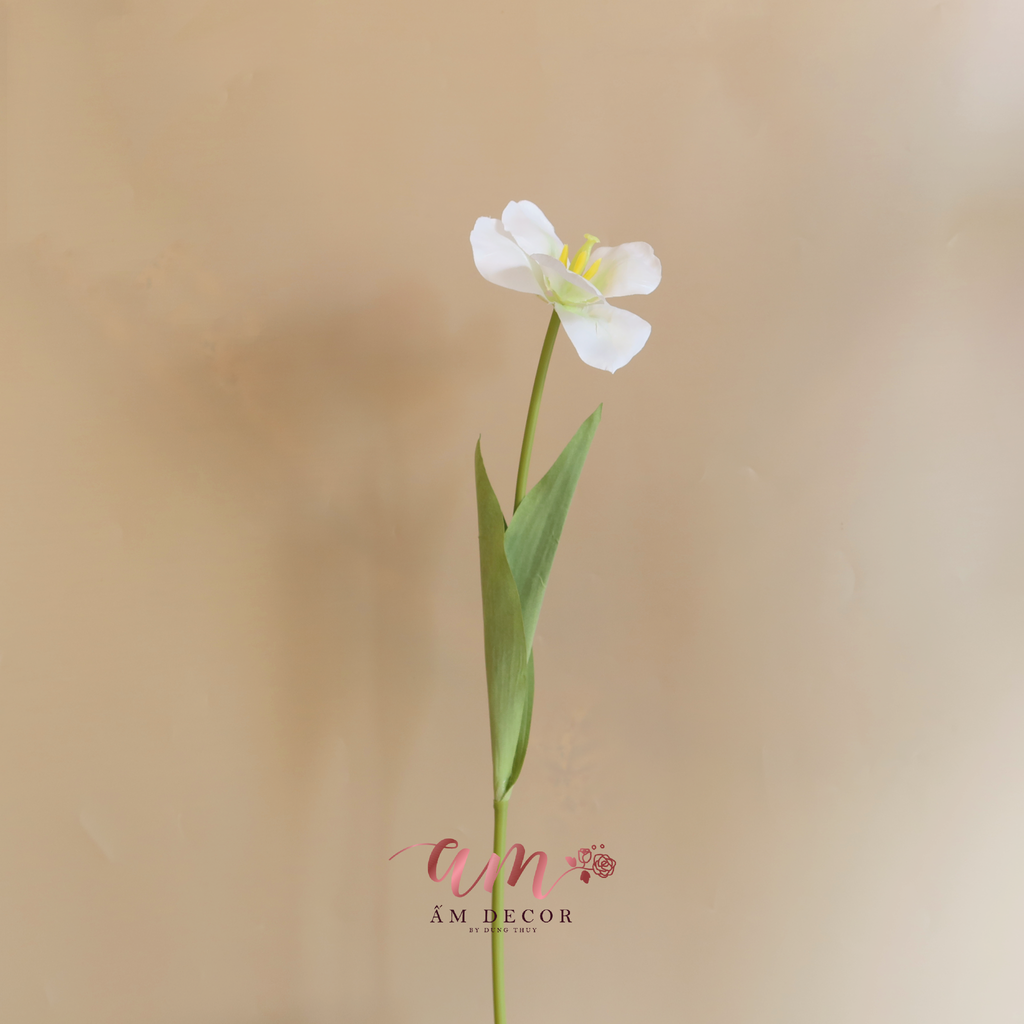 ZHOA TULIP LỤA NỞ (Trắng)
