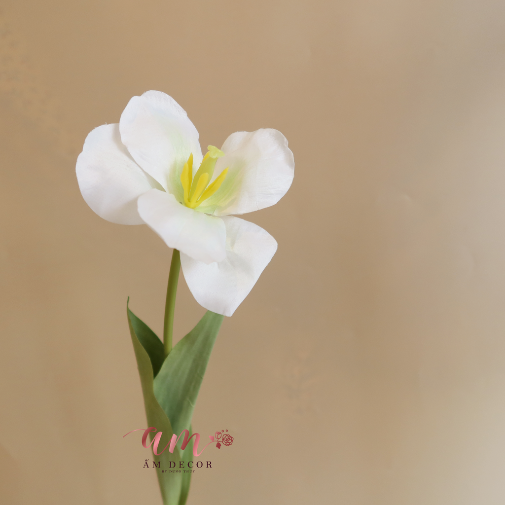 ZHOA TULIP LỤA NỞ (Trắng)