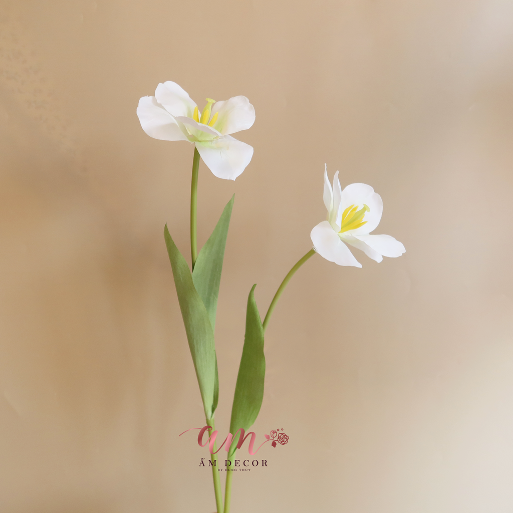 ZHOA TULIP LỤA NỞ (Trắng)