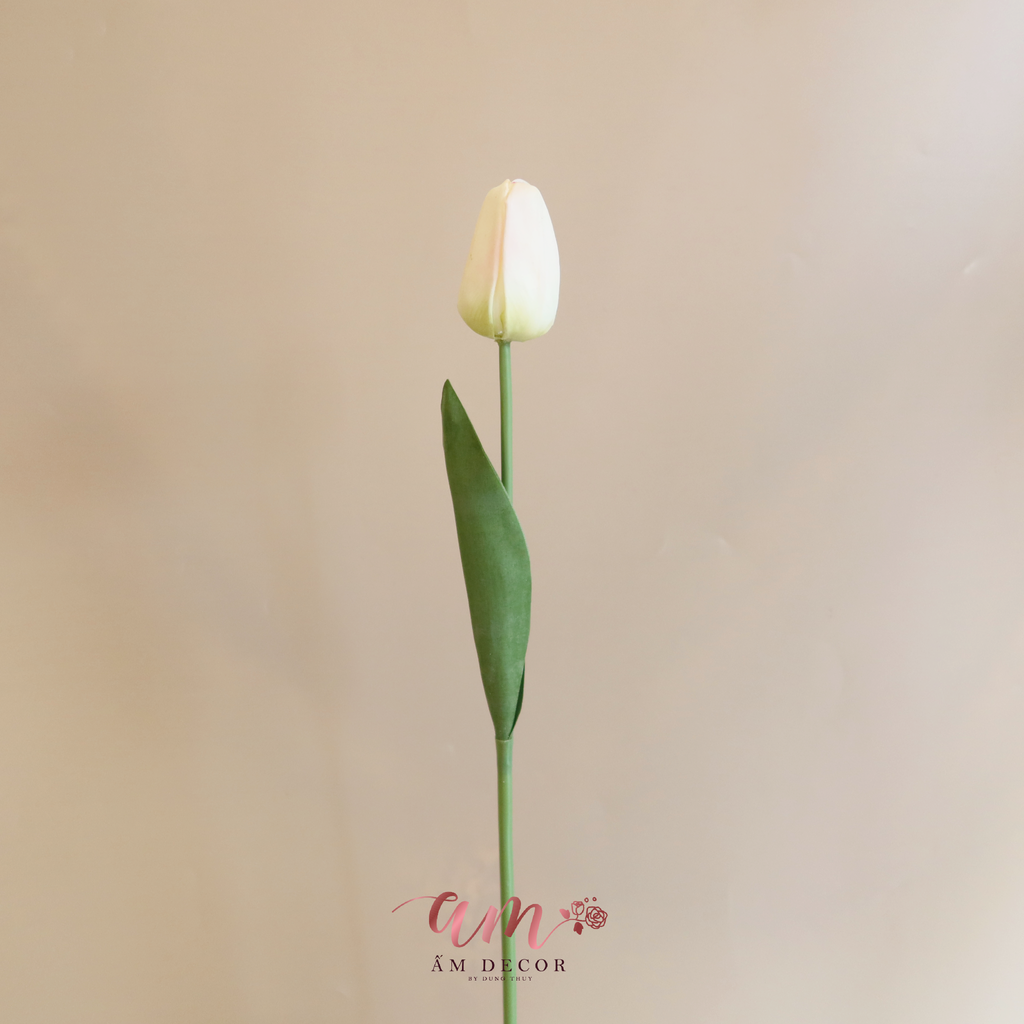 NỤ TULIP (Kem)