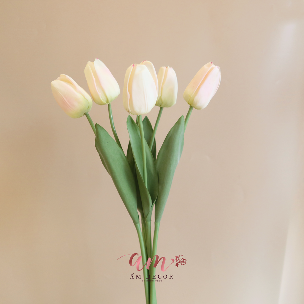NỤ TULIP (Kem)